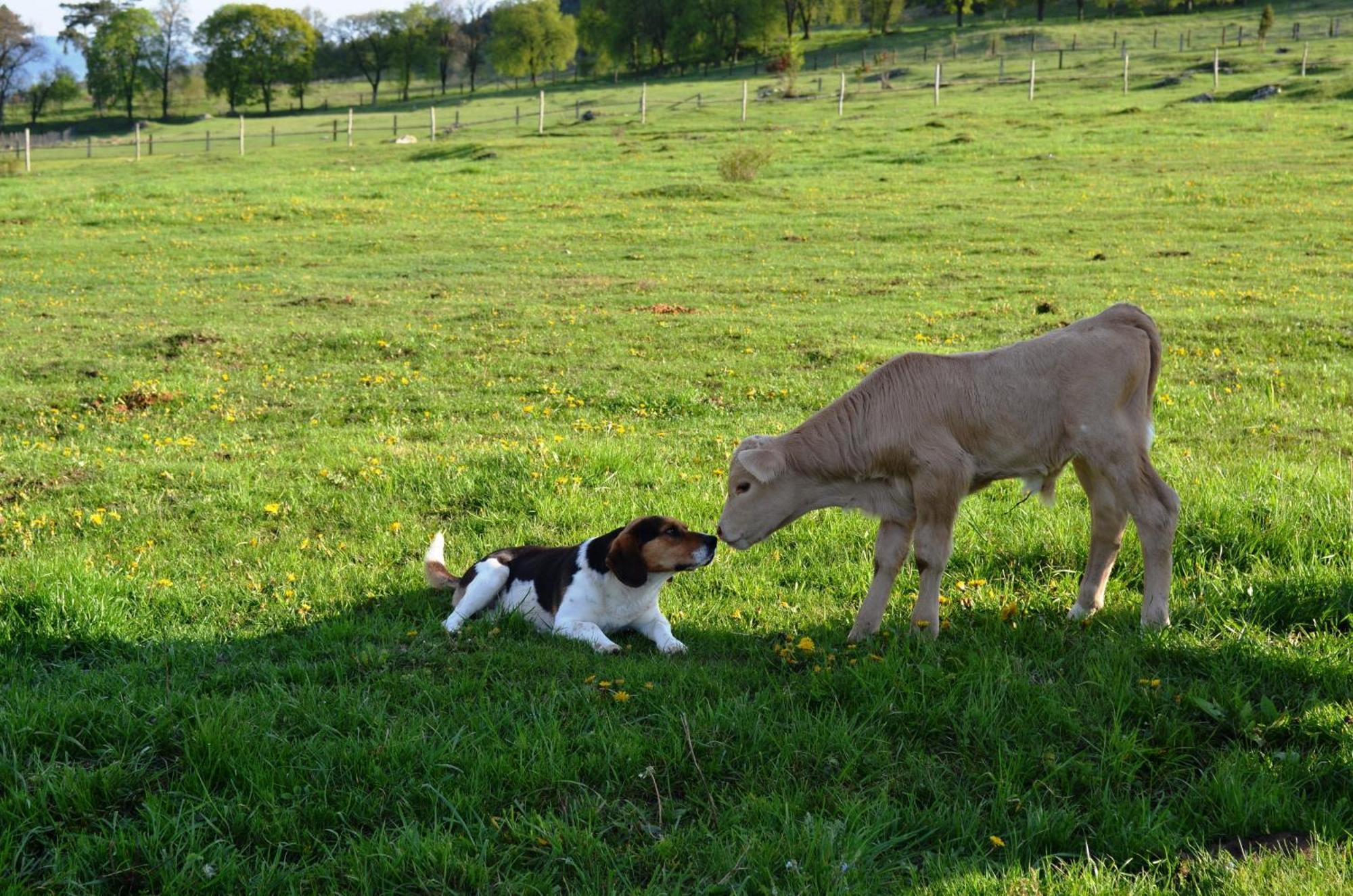 Penzion Ranch Fah * Spišské Podhradie