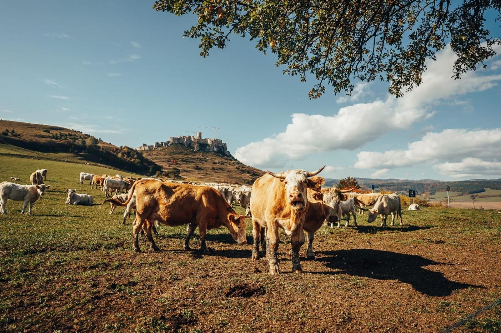 Apartmán Penzion Ranch Fah Spišské Podhradie